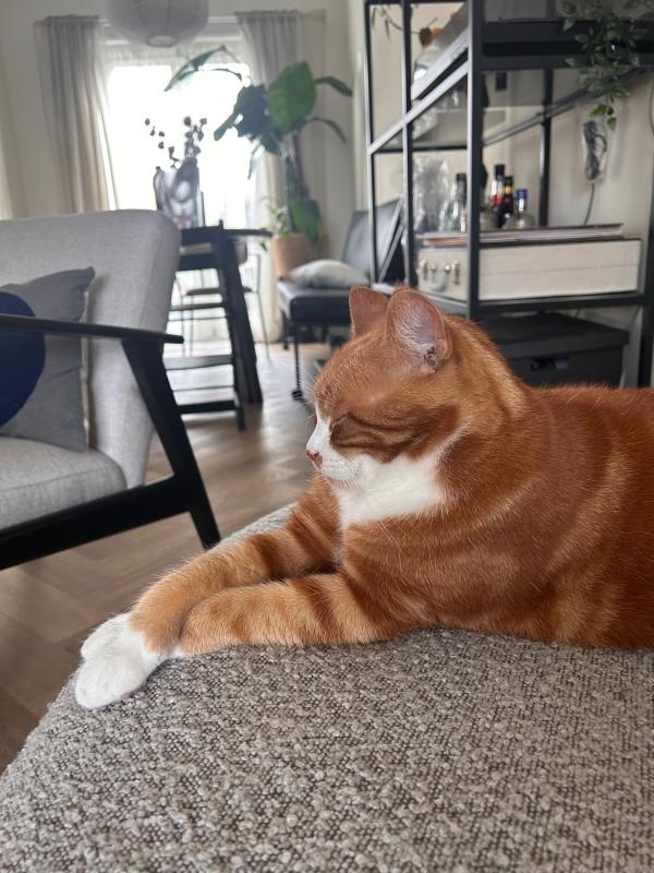 Bowie