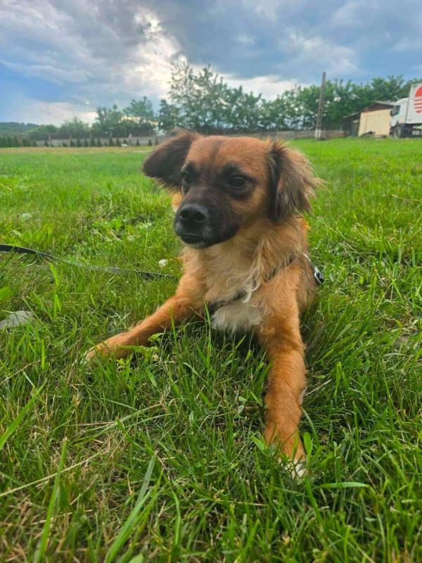 Ollie