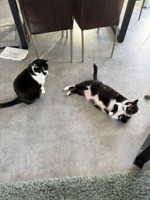 Roxy & Mickey