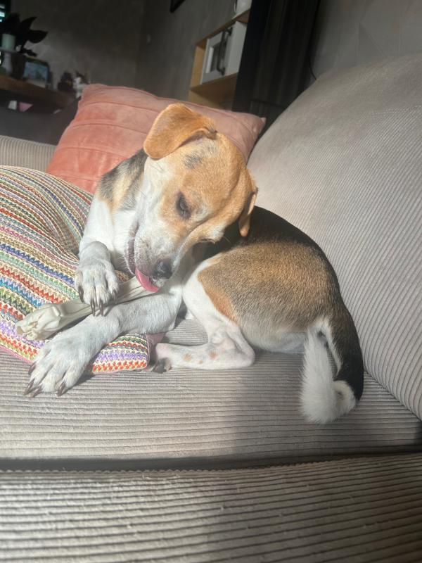 Odie