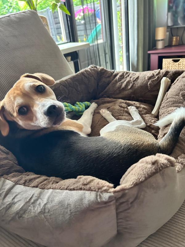 Odie
