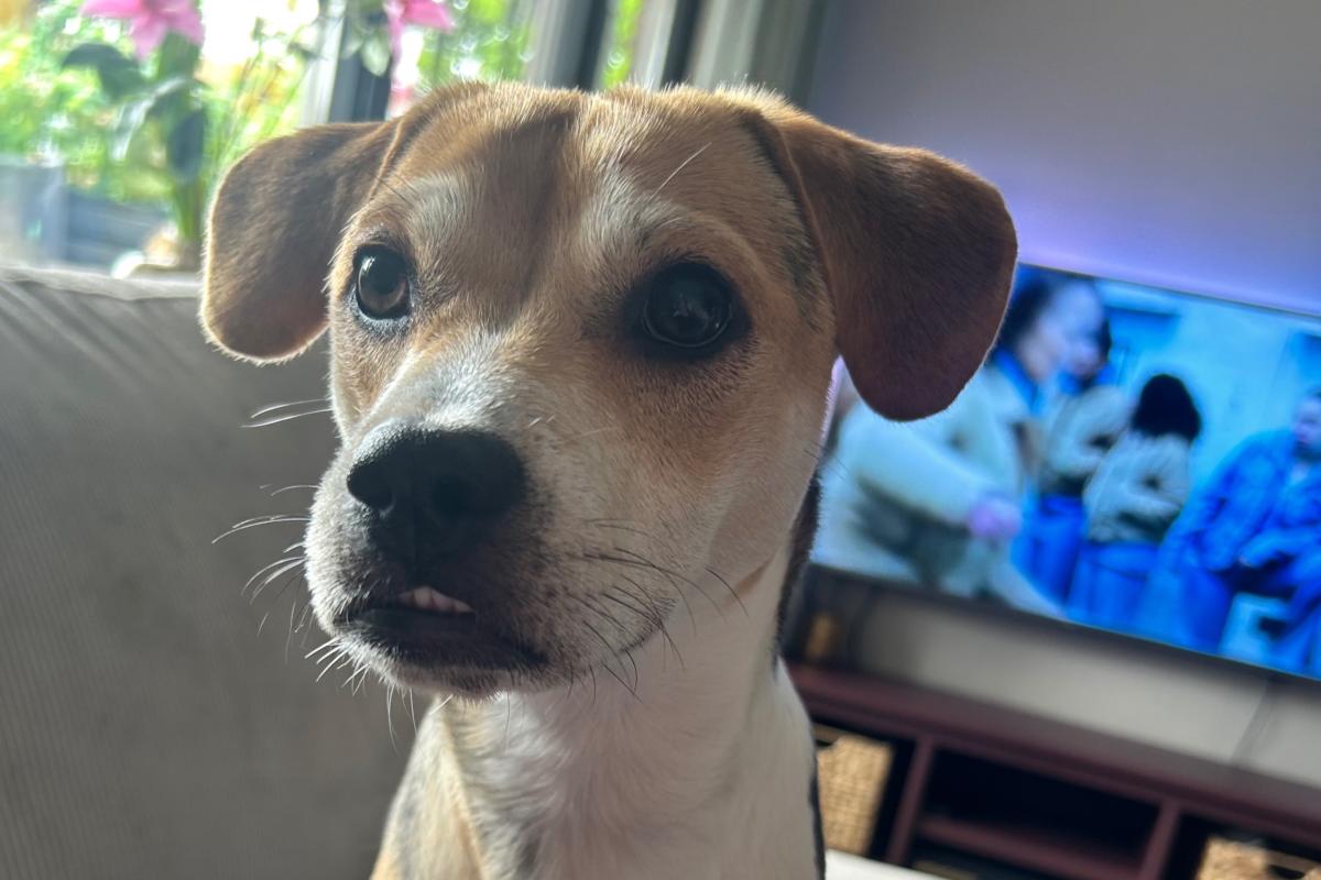 Odie