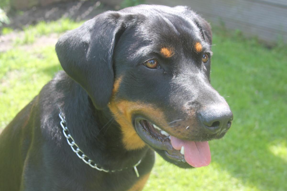 Kaya