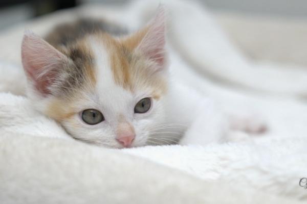 Mimi