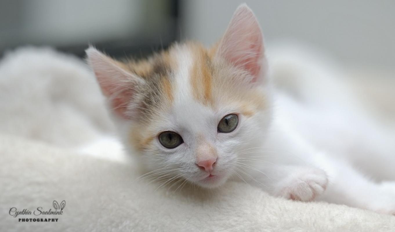 Mimi