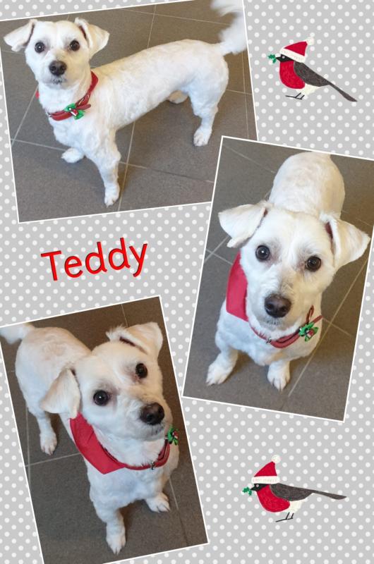 Teddy