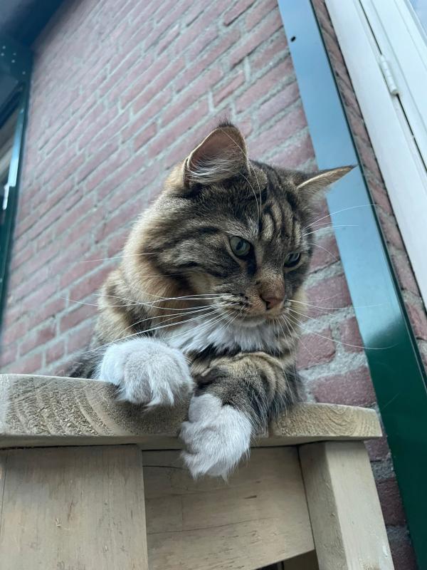 Tommie