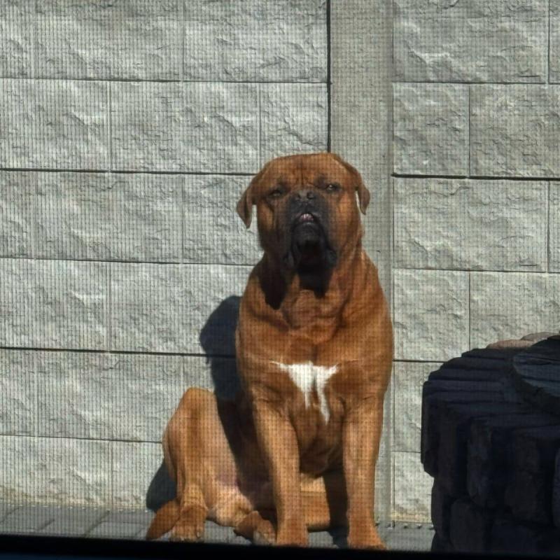 Odin