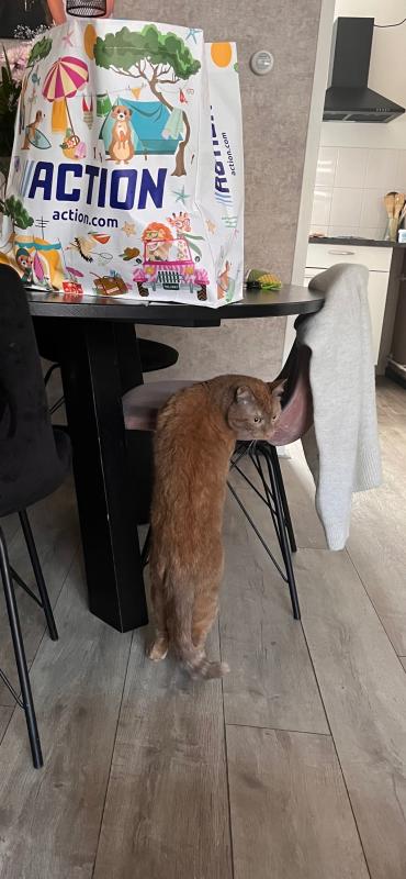 Bibi