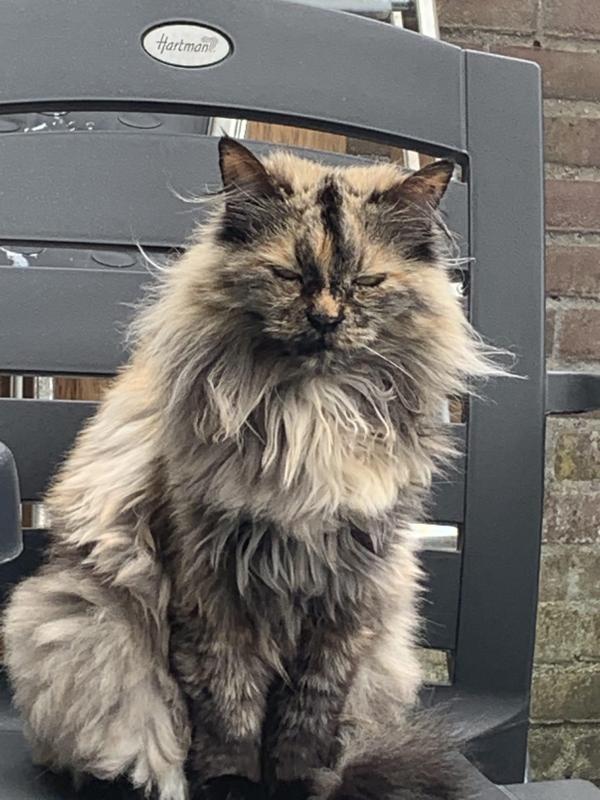 *SPOED* Padroeka