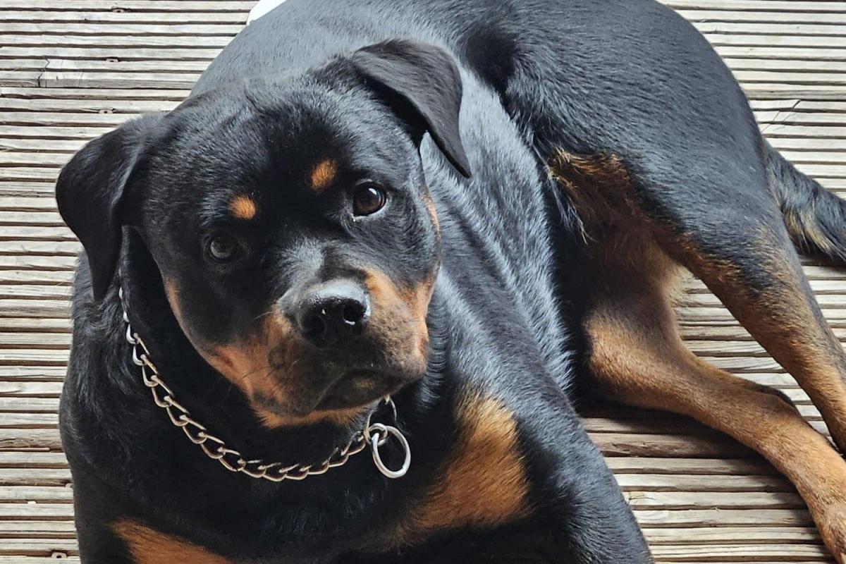 Roxy