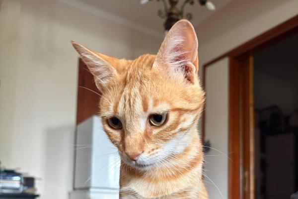 Ginger