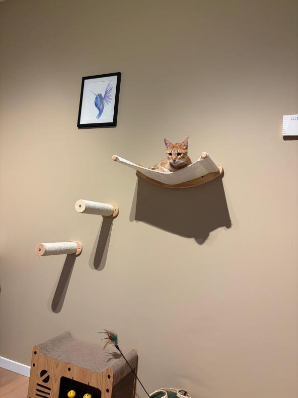 Ginger
