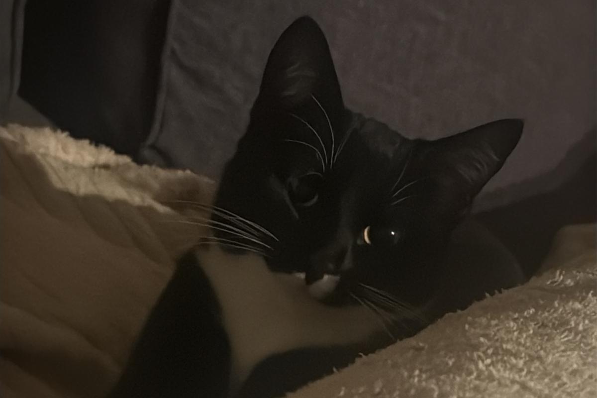 Nova