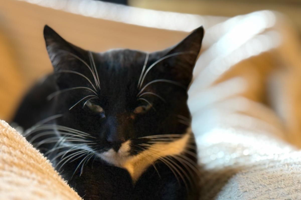 Nova