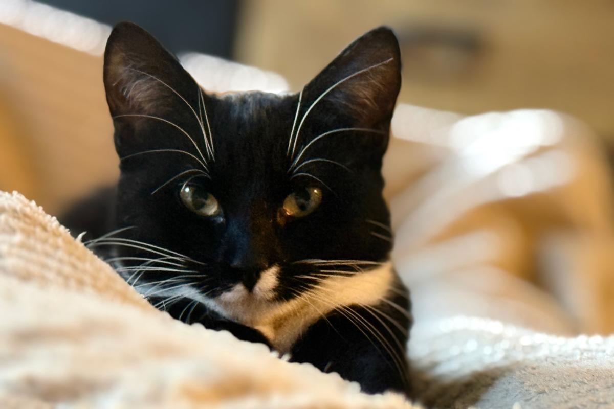 Nova