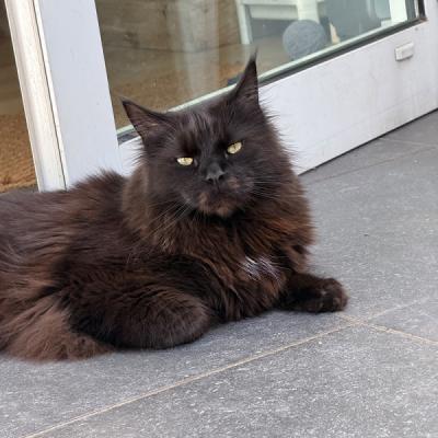 Teun