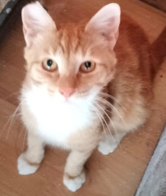 Daan