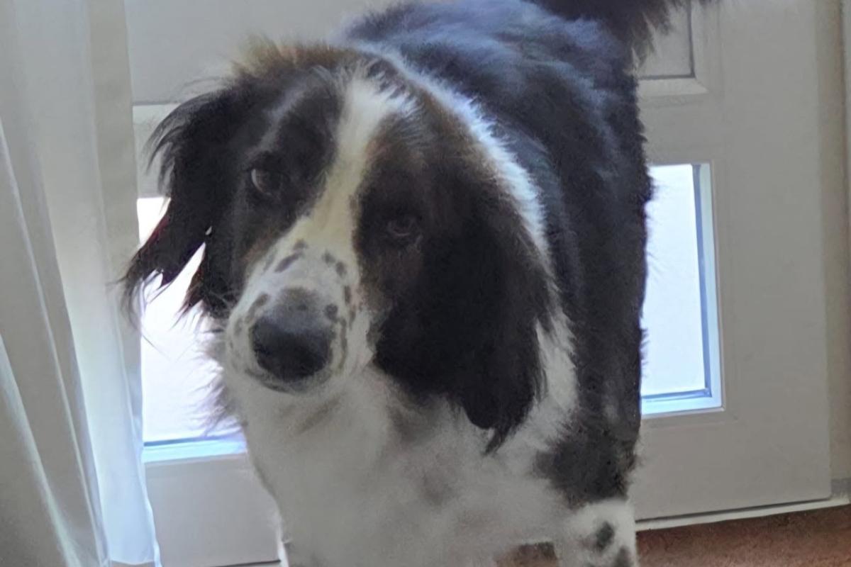 Yuki