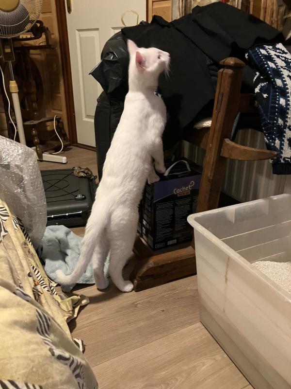 Pavarotti
