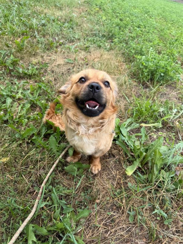 Hugo