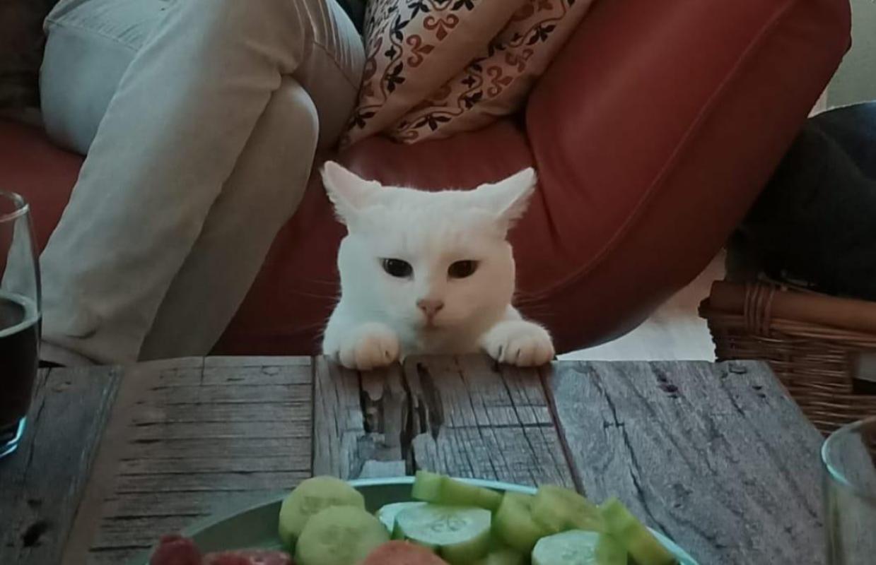 Bo