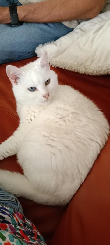 Bo