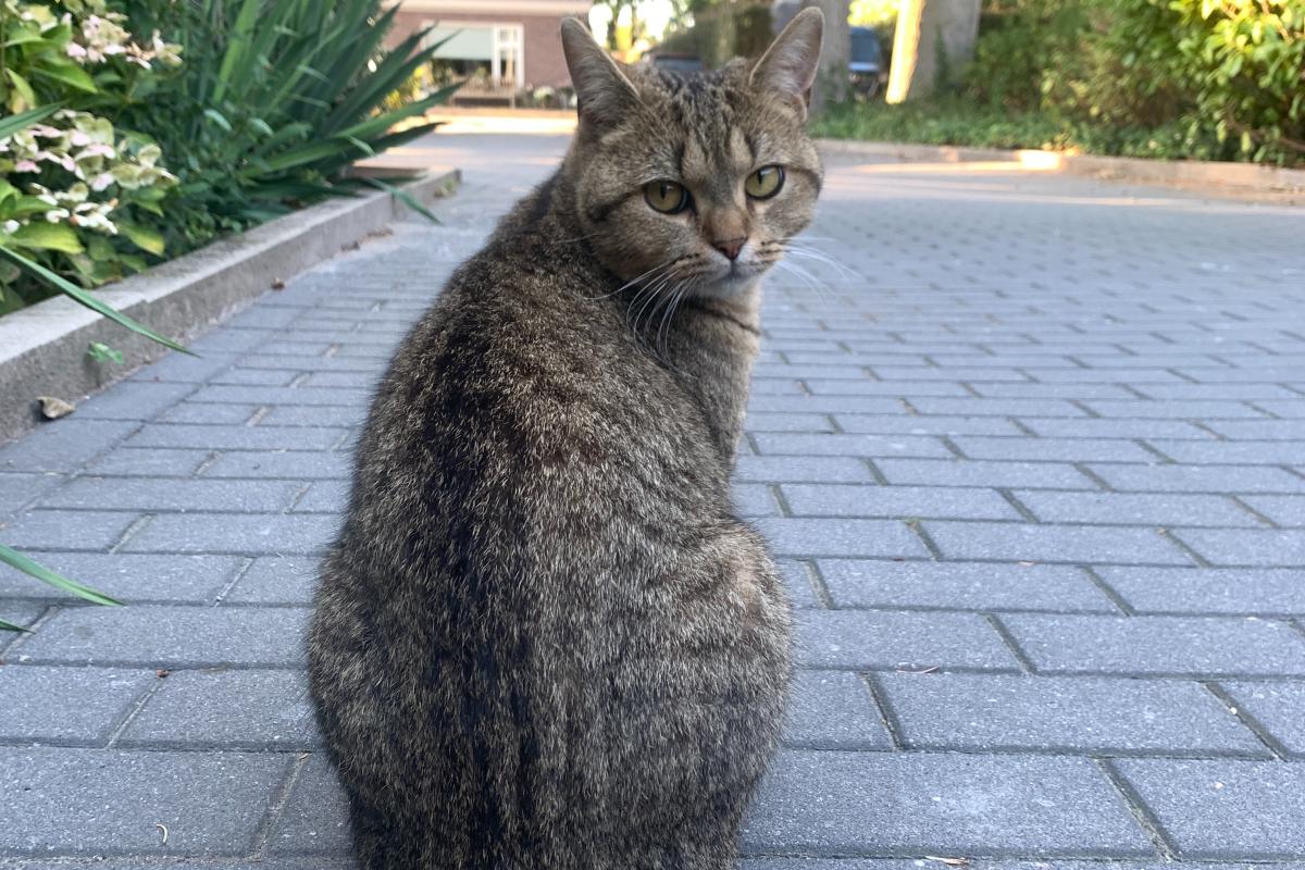Chico