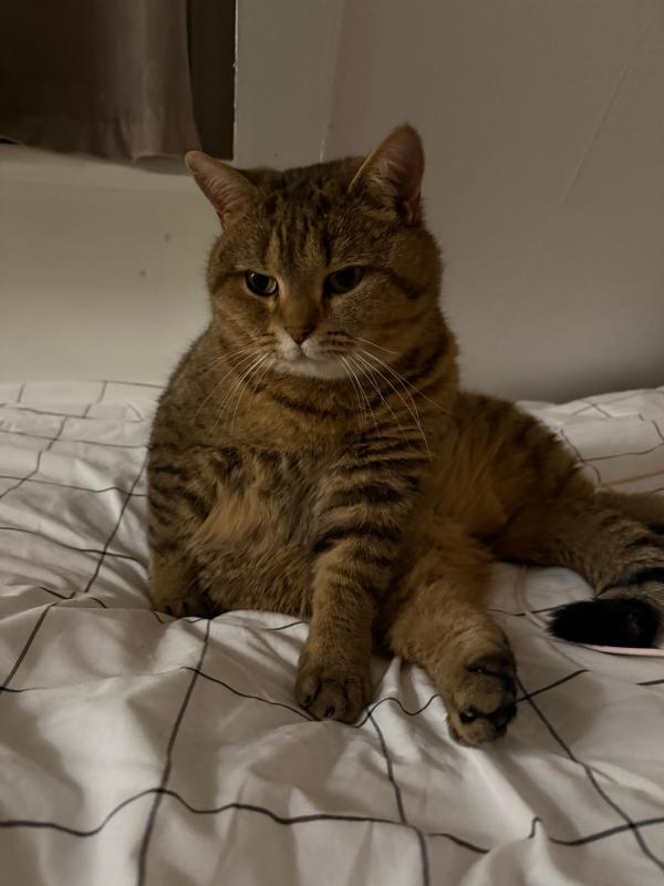 Chico