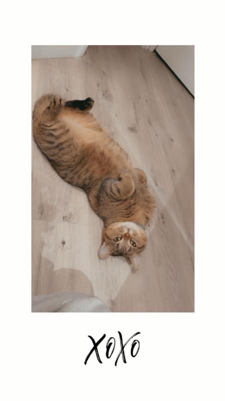 Chico