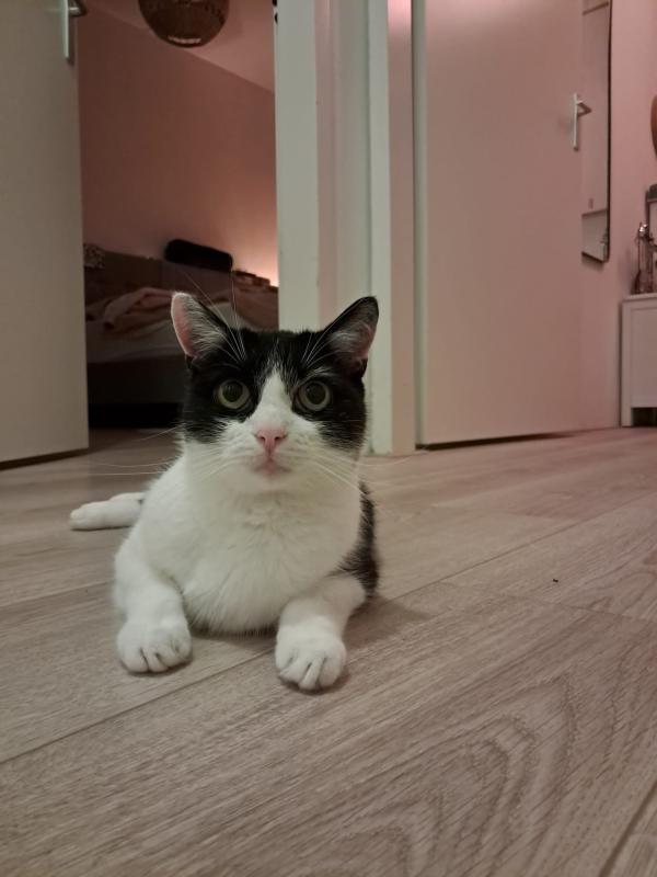 Finn