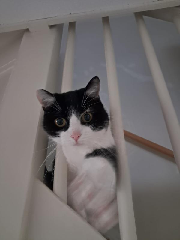 Finn