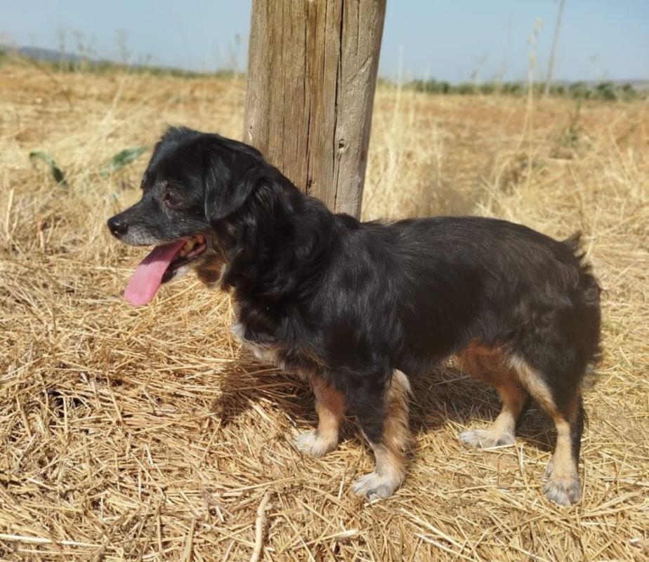 Chico