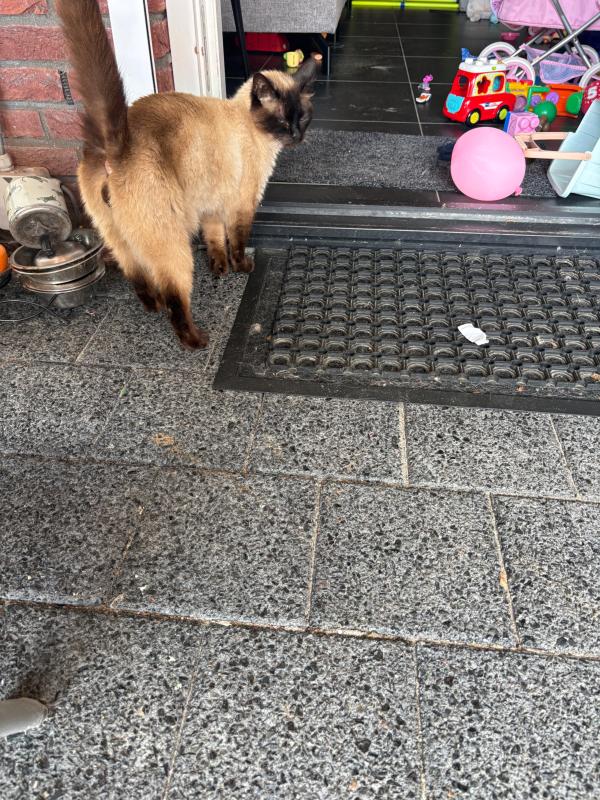 Coco