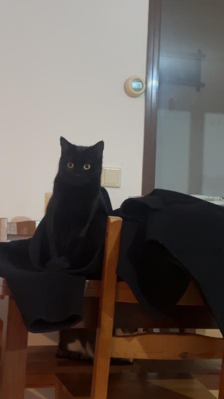 Zeytin