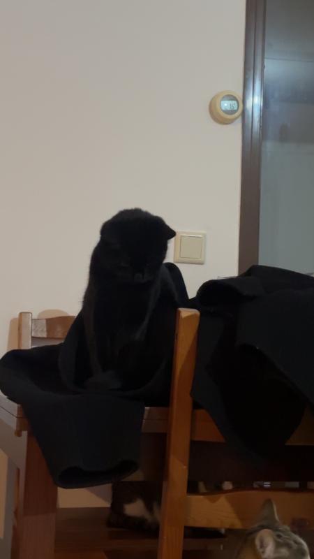 Zeytin