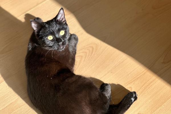 Zeytin