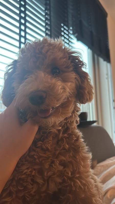 Bella