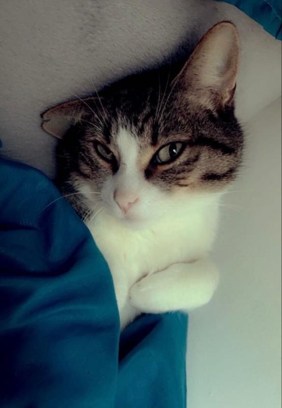 Zeca