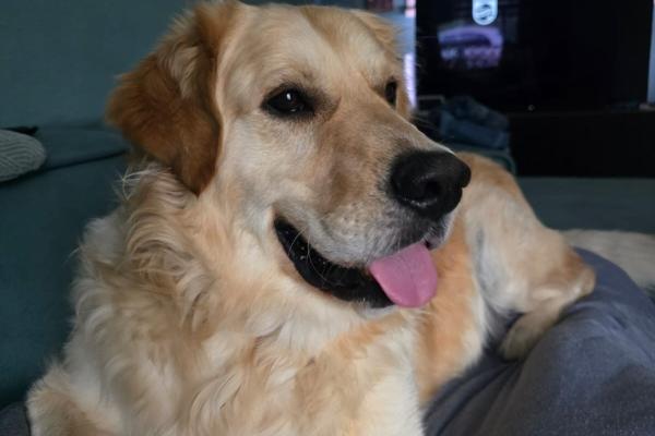 Koda