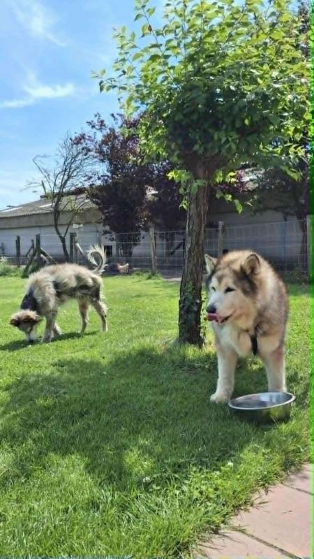 *SPOED* Pika
