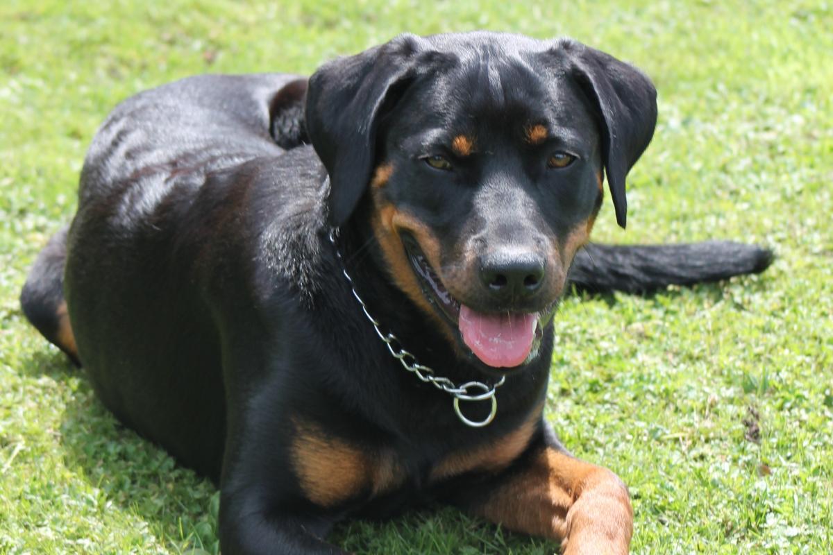 Kaya