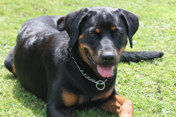 Kaya