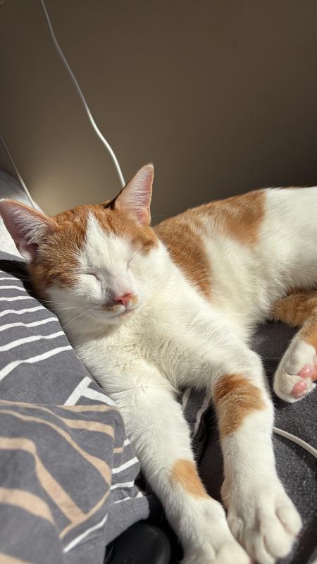 Saffier
