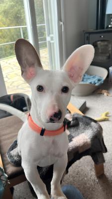Woody