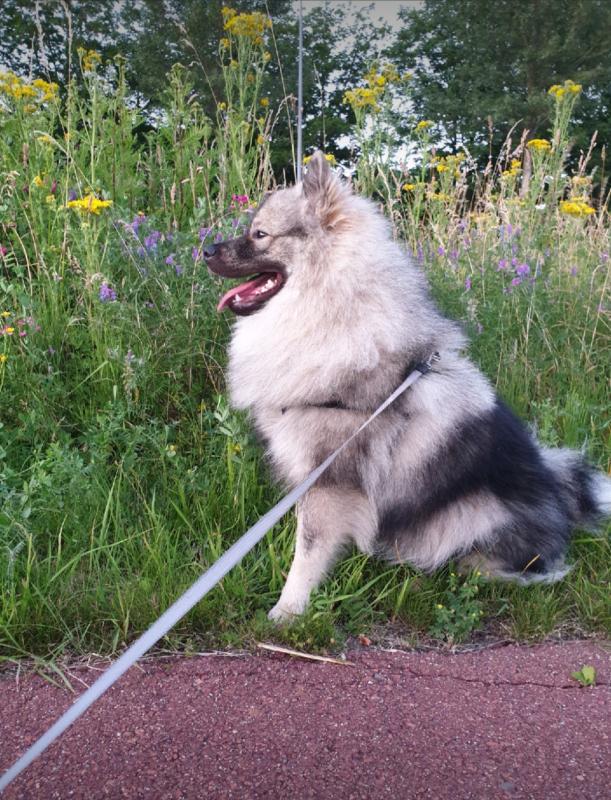 Milo
