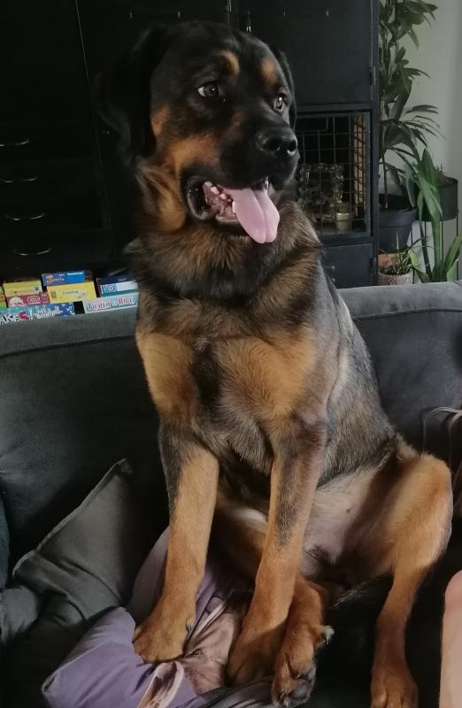 Balou