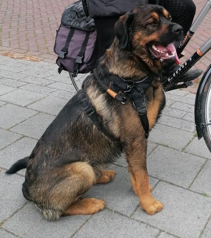Balou