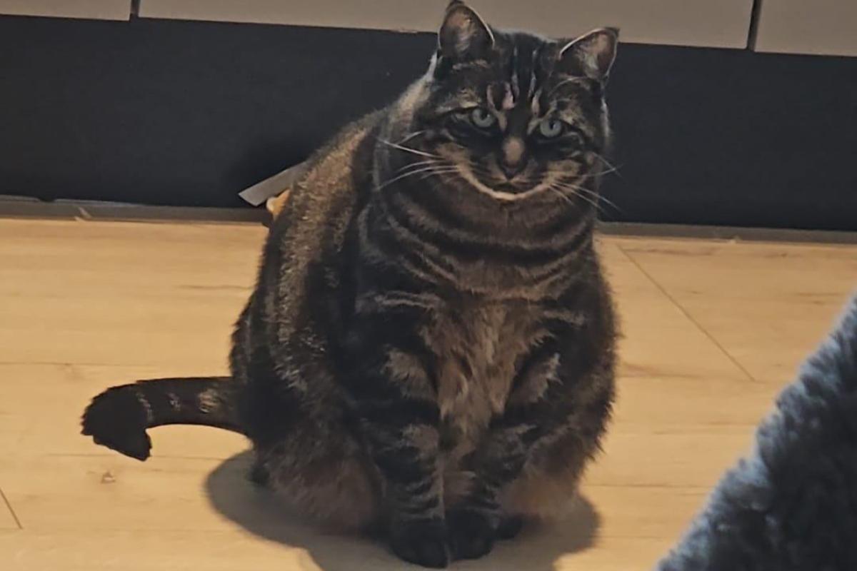 Hailey