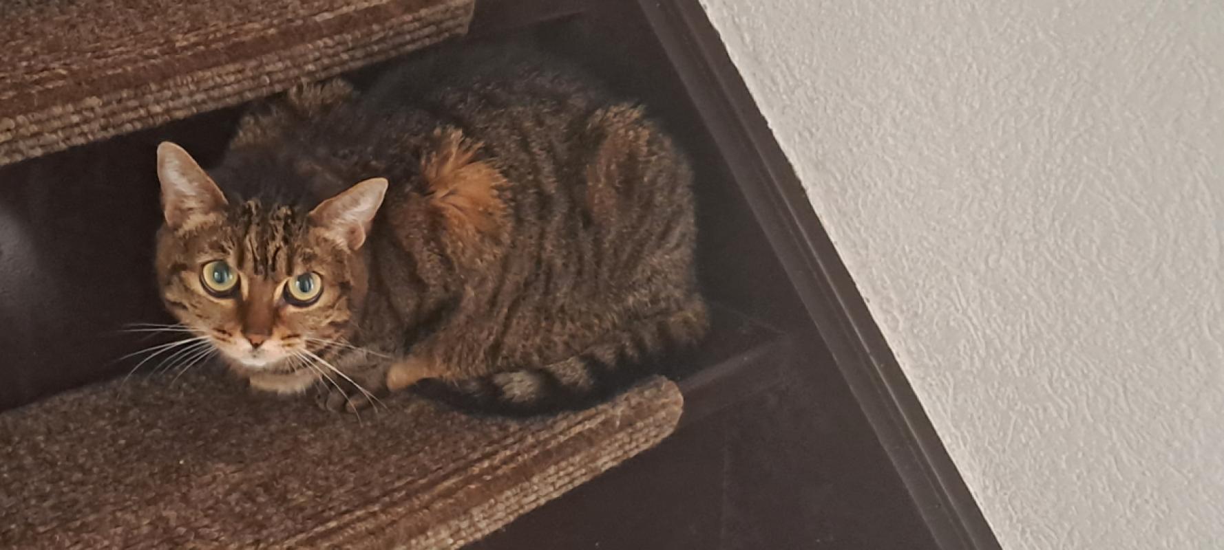 *SPOED* Muis